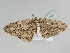  ( - BC ZSM Lep 111485)  @11 [ ] CreativeCommons - Attribution Non-Commercial Share-Alike (2020) SNSB, Staatliche Naturwissenschaftliche Sammlungen Bayerns ZSM (SNSB, Zoologische Staatssammlung Muenchen)