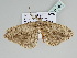  ( - BC ZSM Lep 111486)  @11 [ ] CreativeCommons - Attribution Non-Commercial Share-Alike (2020) SNSB, Staatliche Naturwissenschaftliche Sammlungen Bayerns ZSM (SNSB, Zoologische Staatssammlung Muenchen)