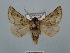  ( - BC ZSM Lep 110763)  @11 [ ] by-nc-sa (2020) SNSB, Staatliche Naturwissenschaftliche Sammlungen Bayerns ZSM (SNSB, Zoologische Staatssammlung Muenchen)