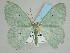  ( - BC ZSM Lep 111521)  @11 [ ] by-nc-sa (2020) SNSB, Staatliche Naturwissenschaftliche Sammlungen Bayerns ZSM (SNSB, Zoologische Staatssammlung Muenchen)