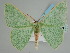  ( - BC ZSM Lep 111557)  @11 [ ] by-nc-sa (2020) SNSB, Staatliche Naturwissenschaftliche Sammlungen Bayerns ZSM (SNSB, Zoologische Staatssammlung Muenchen)