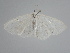  ( - BC ZSM Lep 111581)  @11 [ ] by-nc-sa (2020) SNSB, Staatliche Naturwissenschaftliche Sammlungen Bayerns ZSM (SNSB, Zoologische Staatssammlung Muenchen)