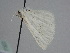  ( - BC ZSM Lep 111633)  @11 [ ] by-nc-sa (2020) SNSB, Staatliche Naturwissenschaftliche Sammlungen Bayerns ZSM (SNSB, Zoologische Staatssammlung Muenchen)
