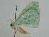  (Geometra papilionaria - BC ZSM Lep 111656)  @11 [ ] by-nc-sa (2020) SNSB, Staatliche Naturwissenschaftliche Sammlungen Bayerns ZSM (SNSB, Zoologische Staatssammlung Muenchen)