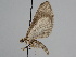  ( - BC ZSM Lep 111661)  @11 [ ] by-nc-sa (2020) SNSB, Staatliche Naturwissenschaftliche Sammlungen Bayerns ZSM (SNSB, Zoologische Staatssammlung Muenchen)