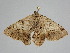  ( - BC ZSM Lep 111794)  @11 [ ] by-nc-sa (2020) SNSB, Staatliche Naturwissenschaftliche Sammlungen Bayerns ZSM (SNSB, Zoologische Staatssammlung Muenchen)