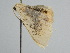  ( - BC ZSM Lep 111802)  @11 [ ] by-nc-sa (2020) SNSB, Staatliche Naturwissenschaftliche Sammlungen Bayerns ZSM (SNSB, Zoologische Staatssammlung Muenchen)