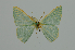  (Sternitornatodes echinus - BC ZSM Lep 111868)  @11 [ ] by-nc-sa (2020) SNSB, Staatliche Naturwissenschaftliche Sammlungen Bayerns ZSM (SNSB, Zoologische Staatssammlung Muenchen)