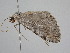  ( - BC ZSM Lep 112067)  @11 [ ] by-nc-sa (2020) SNSB, Staatliche Naturwissenschaftliche Sammlungen Bayerns ZSM (SNSB, Zoologische Staatssammlung Muenchen)