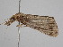  ( - BC ZSM Lep 112079)  @11 [ ] by-nc-sa (2020) SNSB, Staatliche Naturwissenschaftliche Sammlungen Bayerns ZSM (SNSB, Zoologische Staatssammlung Muenchen)