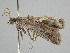  ( - BC ZSM Lep 112091)  @11 [ ] by-nc-sa (2020) SNSB, Staatliche Naturwissenschaftliche Sammlungen Bayerns ZSM (SNSB, Zoologische Staatssammlung Muenchen)