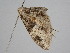  ( - BC ZSM Lep 112127)  @11 [ ] by-nc-sa (2020) SNSB, Staatliche Naturwissenschaftliche Sammlungen Bayerns ZSM (SNSB, Zoologische Staatssammlung Muenchen)