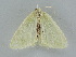  ( - BC ZSM Lep 112187)  @11 [ ] by-nc-sa (2020) SNSB, Staatliche Naturwissenschaftliche Sammlungen Bayerns ZSM (SNSB, Zoologische Staatssammlung Muenchen)