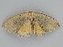  ( - BC ZSM Lep 112208)  @14 [ ] by-nc-sa (2020) SNSB, Staatliche Naturwissenschaftliche Sammlungen Bayerns ZSM (SNSB, Zoologische Staatssammlung Muenchen)
