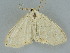  ( - BC ZSM Lep 112234)  @11 [ ] by-nc-sa (2020) SNSB, Staatliche Naturwissenschaftliche Sammlungen Bayerns ZSM (SNSB, Zoologische Staatssammlung Muenchen)