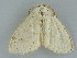  ( - BC ZSM Lep 112235)  @11 [ ] by-nc-sa (2020) SNSB, Staatliche Naturwissenschaftliche Sammlungen Bayerns ZSM (SNSB, Zoologische Staatssammlung Muenchen)