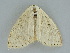  ( - BC ZSM Lep 112238)  @11 [ ] by-nc-sa (2020) SNSB, Staatliche Naturwissenschaftliche Sammlungen Bayerns ZSM (SNSB, Zoologische Staatssammlung Muenchen)