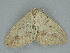  ( - BC ZSM Lep 112276)  @11 [ ] by-nc-sa (2020) SNSB, Staatliche Naturwissenschaftliche Sammlungen Bayerns ZSM (SNSB, Zoologische Staatssammlung Muenchen)
