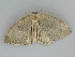  ( - BC ZSM Lep 112296)  @13 [ ] by-nc-sa (2020) SNSB, Staatliche Naturwissenschaftliche Sammlungen Bayerns ZSM (SNSB, Zoologische Staatssammlung Muenchen)