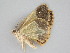  ( - BC ZSM Lep 112325)  @11 [ ] by-nc-sa (2020) SNSB, Staatliche Naturwissenschaftliche Sammlungen Bayerns ZSM (SNSB, Zoologische Staatssammlung Muenchen)