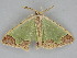  ( - BC ZSM Lep 112332)  @11 [ ] by-nc-sa (2020) SNSB, Staatliche Naturwissenschaftliche Sammlungen Bayerns ZSM (SNSB, Zoologische Staatssammlung Muenchen)