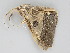  ( - BC ZSM Lep 112341)  @11 [ ] by-nc-sa (2020) SNSB, Staatliche Naturwissenschaftliche Sammlungen Bayerns ZSM (SNSB, Zoologische Staatssammlung Muenchen)