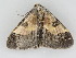  ( - BC ZSM Lep 112346)  @11 [ ] by-nc-sa (2020) SNSB, Staatliche Naturwissenschaftliche Sammlungen Bayerns ZSM (SNSB, Zoologische Staatssammlung Muenchen)