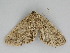  ( - BC ZSM Lep 112388)  @11 [ ] by-nc-sa (2020) SNSB, Staatliche Naturwissenschaftliche Sammlungen Bayerns ZSM (SNSB, Zoologische Staatssammlung Muenchen)