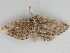  ( - BC ZSM Lep 112405)  @11 [ ] by-nc-sa (2020) SNSB, Staatliche Naturwissenschaftliche Sammlungen Bayerns ZSM (SNSB, Zoologische Staatssammlung Muenchen)