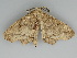  ( - BC ZSM Lep 112420)  @11 [ ] by-nc-sa (2020) SNSB, Staatliche Naturwissenschaftliche Sammlungen Bayerns ZSM (SNSB, Zoologische Staatssammlung Muenchen)