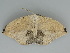  ( - BC ZSM Lep 112427)  @11 [ ] by-nc-sa (2020) SNSB, Staatliche Naturwissenschaftliche Sammlungen Bayerns ZSM (SNSB, Zoologische Staatssammlung Muenchen)