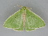  ( - BC ZSM Lep 112462)  @11 [ ] by-nc-sa (2020) SNSB, Staatliche Naturwissenschaftliche Sammlungen Bayerns ZSM (SNSB, Zoologische Staatssammlung Muenchen)