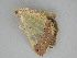  ( - BC ZSM Lep 112496)  @11 [ ] by-nc-sa (2020) SNSB, Staatliche Naturwissenschaftliche Sammlungen Bayerns ZSM (SNSB, Zoologische Staatssammlung Muenchen)