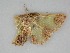  ( - BC ZSM Lep 112497)  @11 [ ] by-nc-sa (2020) SNSB, Staatliche Naturwissenschaftliche Sammlungen Bayerns ZSM (SNSB, Zoologische Staatssammlung Muenchen)
