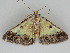  ( - BC ZSM Lep 112503)  @11 [ ] by-nc-sa (2020) SNSB, Staatliche Naturwissenschaftliche Sammlungen Bayerns ZSM (SNSB, Zoologische Staatssammlung Muenchen)
