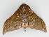  ( - BC ZSM Lep 112524)  @11 [ ] by-nc-sa (2020) SNSB, Staatliche Naturwissenschaftliche Sammlungen Bayerns ZSM (SNSB, Zoologische Staatssammlung Muenchen)