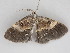  ( - BC ZSM Lep 112544)  @11 [ ] by-nc-sa (2020) SNSB, Staatliche Naturwissenschaftliche Sammlungen Bayerns ZSM (SNSB, Zoologische Staatssammlung Muenchen)
