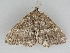  ( - BC ZSM Lep 112551)  @11 [ ] by-nc-sa (2020) SNSB, Staatliche Naturwissenschaftliche Sammlungen Bayerns ZSM (SNSB, Zoologische Staatssammlung Muenchen)