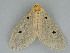 (Soloe trigutta group - BC ZSM Lep 112573)  @11 [ ] by-nc-sa (2020) SNSB, Staatliche Naturwissenschaftliche Sammlungen Bayerns ZSM (SNSB, Zoologische Staatssammlung Muenchen)