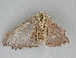  ( - BC ZSM Lep 112581)  @11 [ ] by-nc-sa (2020) SNSB, Staatliche Naturwissenschaftliche Sammlungen Bayerns ZSM (SNSB, Zoologische Staatssammlung Muenchen)