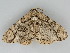  ( - BC ZSM Lep 112654)  @11 [ ] by-nc-sa (2020) SNSB, Staatliche Naturwissenschaftliche Sammlungen Bayerns ZSM (SNSB, Zoologische Staatssammlung Muenchen)