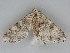  ( - BC ZSM Lep 112660)  @11 [ ] by-nc-sa (2020) SNSB, Staatliche Naturwissenschaftliche Sammlungen Bayerns ZSM (SNSB, Zoologische Staatssammlung Muenchen)