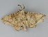  ( - BC ZSM Lep 112675)  @11 [ ] by-nc-sa (2020) SNSB, Staatliche Naturwissenschaftliche Sammlungen Bayerns ZSM (SNSB, Zoologische Staatssammlung Muenchen)