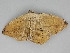  ( - BC ZSM Lep 112720)  @11 [ ] by-nc-sa (2020) SNSB, Staatliche Naturwissenschaftliche Sammlungen Bayerns ZSM (SNSB, Zoologische Staatssammlung Muenchen)