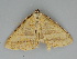  ( - BC ZSM Lep 112722)  @11 [ ] by-nc-sa (2020) SNSB, Staatliche Naturwissenschaftliche Sammlungen Bayerns ZSM (SNSB, Zoologische Staatssammlung Muenchen)