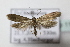  ( - BC ZSM Lep 111728)  @11 [ ] by-nc-sa (2021) SNSB, Staatliche Naturwissenschaftliche Sammlungen Bayerns ZSM (SNSB, Zoologische Staatssammlung Muenchen)