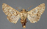  ( - BC ZSM Lep 112046)  @11 [ ] by-nc-sa (2021) SNSB, Staatliche Naturwissenschaftliche Sammlungen Bayerns ZSM (SNSB, Zoologische Staatssammlung Muenchen)