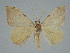  ( - BC ZSM Lep 112941)  @11 [ ] by-nc-sa (2021) SNSB, Staatliche Naturwissenschaftliche Sammlungen Bayerns ZSM (SNSB, Zoologische Staatssammlung Muenchen)