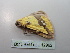  (Apocolotois smirnovi - BC ZSM Lep 112962)  @11 [ ] by-nc-sa (2021) SNSB, Staatliche Naturwissenschaftliche Sammlungen Bayerns ZSM (SNSB, Zoologische Staatssammlung Muenchen)