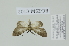  ( - BC ZSM Lep 112968)  @11 [ ] by-nc-sa (2021) SNSB, Staatliche Naturwissenschaftliche Sammlungen Bayerns ZSM (SNSB, Zoologische Staatssammlung Muenchen)